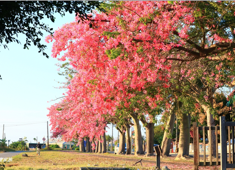 香田國小的美人樹如同粉紅色的瀑布